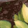 Hosta 'Gold Standard', habit