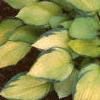 Hosta 'Gold Standard', habit