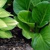 Hosta 'Gold Standard', habit