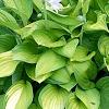 Hosta 'Gold Standard', habit