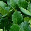 Hosta 'Gold Standard', habit