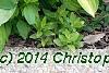 Hosta 'Gold Standard', habit