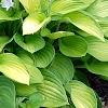 Hosta 'Gold Standard', habit