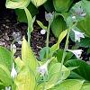 Hosta 'Gold Standard', habit