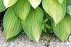 Hosta 'Gold Standard', habit
