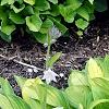 Hosta 'Gold Standard', habit