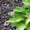Hosta 'Gold Standard', habit
