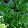 Hosta 'Gold Standard', habit