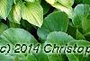 Hosta 'Gold Standard', habit