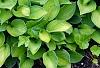 Hosta 'Gold Standard', habit