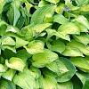Hosta 'Gold Standard', habit
