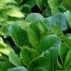 Hosta 'Gold Standard', habit