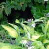 Hosta 'Gold Standard', habit