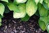 Hosta 'Gold Standard', habit
