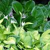 Hosta 'Gold Standard', habit