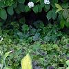 Hosta 'Gold Standard', habit