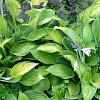 Hosta 'Gold Standard', habit