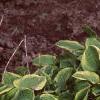 Hosta 'Golden Tiara', habit