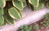 Hosta 'Golden Tiara', habit