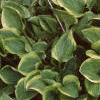 Hosta 'Golden Tiara', habit