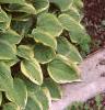 Hosta 'Golden Tiara', habit