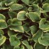 Hosta 'Golden Tiara', habit