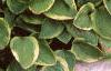 Hosta 'Golden Tiara', habit