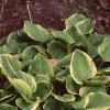 Hosta 'Golden Tiara', habit