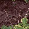 Hosta 'Golden Tiara', habit