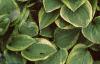 Hosta 'Golden Tiara', habit