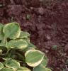 Hosta 'Golden Tiara', habit