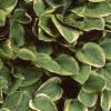 Hosta 'Golden Tiara', habit