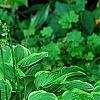 Hosta 'Golden Tiara', habit
