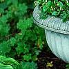 Hosta 'Golden Tiara', habit
