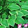 Hosta 'Golden Tiara', habit