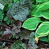 Hosta 'Golden Tiara', habit