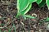 Hosta 'Golden Tiara', habit