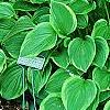 Hosta 'Golden Tiara', habit