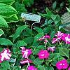 Hosta 'Golden Tiara', habit