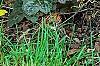 Hosta 'Golden Tiara', habit