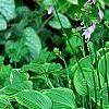 Hosta 'Golden Tiara', habit