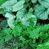 Hosta 'Golden Tiara', habit