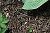 Hosta 'Guardian Angel', habit