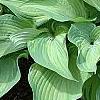 Hosta 'Guardian Angel', habit