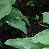 Hosta 'Guardian Angel', habit