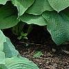Hosta 'Guardian Angel', habit