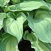 Hosta 'Guardian Angel', habit