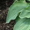 Hosta 'Guardian Angel', habit