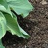 Hosta 'Guardian Angel', habit