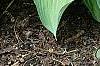 Hosta 'Guardian Angel', habit